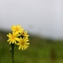 [강원도 인제]곰배령 야생화 체험(2)