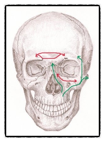 [의학멘토링] Buttress System of Midface l 버트레스 구조 : 네이버 블로그