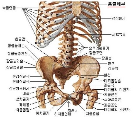 흉선종(胸線腫), 흉선암(胸線癌)과 차가버섯 : 네이버 블로그