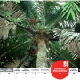 [20100719_IUCN Red List/멸종위기종] Voanioala gerardii