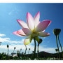 예쁜 연꽃사진으로 알아본 색채심리(보라,분홍)...관곡지 연꽃테마파크에서~..hs10.