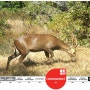[20100722_IUCN Red List/멸종위기종] Axis porcinus