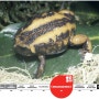 [20100721_IUCN Red List/멸종위기종] Balebreviceps hillmani