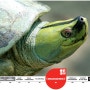 [20100723_IUCN Red List/멸종위기종] Batagur trivittata