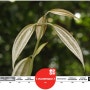 [20100725_IUCN Red List/멸종위기종] Cinnamomum capparu-coronde
