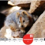 [20100724_IUCN Red List/멸종위기종] Ochotona iliensis