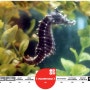 [20100726_IUCN Red List/멸종위기종] Hippocampus erectus