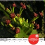 [20100730_IUCN Red List/멸종위기종] Euphorbia tanaensis