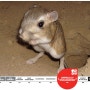 [20100802_IUCN Red List/멸종위기종] Dipodomys ingens