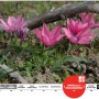 [20100804_IUCN Red List/멸종위기종] Babiana blanda