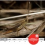 [20100806_IUCN Red List/멸종위기종] Chorthippus lacustris