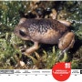 [20100810_IUCN Red List/멸종위기종] Holoaden bradei
