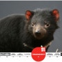 [20100809_IUCN Red List/멸종위기종] Sarcophilus harrisii