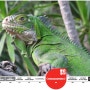 [20100811_IUCN Red List/멸종위기종] Iguana delicatissima