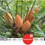 [20100813_IUCN Red List/멸종위기종] Cycas micronesica