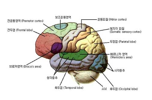 뇌의 구조와 하는일에 대해 살펴보자(1) : 네이버 블로그