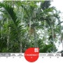 [20100816_IUCN Red List/멸종위기종] Dypsis pembana