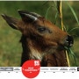[20100817_IUCN Red List/멸종위기종] Capricornis rubidus