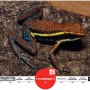 [20100819_IUCN Red List/멸종위기종] Ameerega cainarachi
