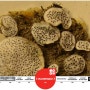 [20100821_IUCN Red List/멸종위기종] Poronia punctata