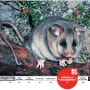 [20100822_IUCN Red List/멸종위기종] Mountain Pygmy-possum