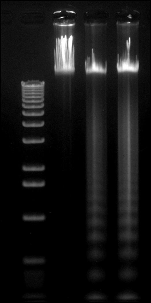 apoptosis 확인 - 5. DNA fragmentation : 네이버 블로그