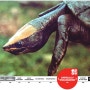 [20100825_IUCN Red List/멸종위기종] Dermatemys mawii