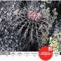 [20100824_IUCN Red List/멸종위기종] Uebelmannia buiningii