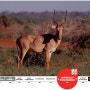 [20100827_IUCN Red List/멸종위기종] Beatragus hunteri