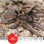 [20100826_IUCN Red List/멸종위기종] Ceratogyrus paulseni