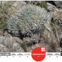 [20100830_IUCN Red List/멸종위기종] Plantago bismarckii