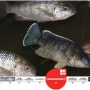 [20100902_IUCN Red List/멸종위기종] Oreochromis karongae