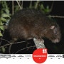[20100901_IUCN Red List/멸종위기종] Plagiodontia aedium