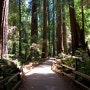 Muir Woods National Monumnet: 샌프란시스코