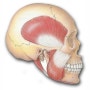 양악수술과 턱근육