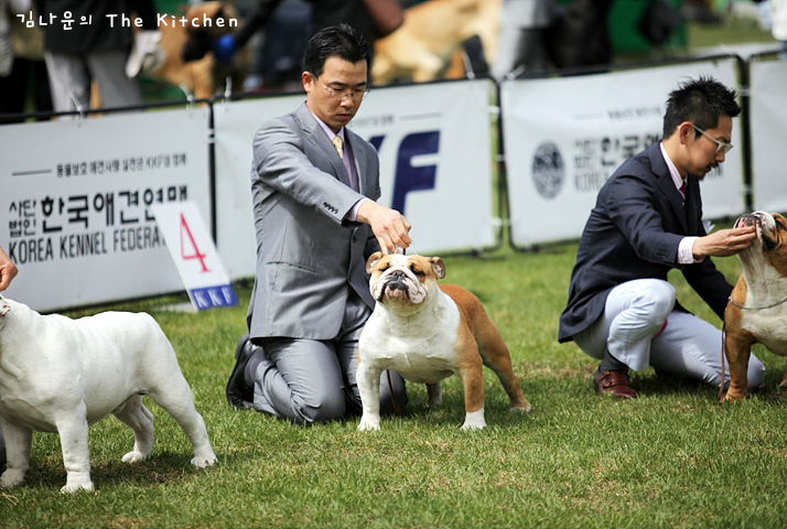 불독 강아지에게 무엇을 먹입니까