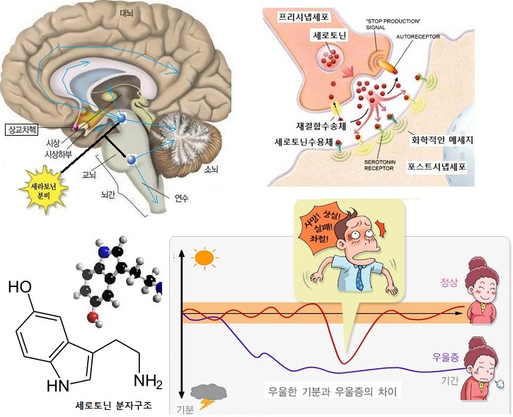 우울증과 세로토닌 Serotonin : 네이버 블로그