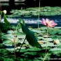 A lotus flower