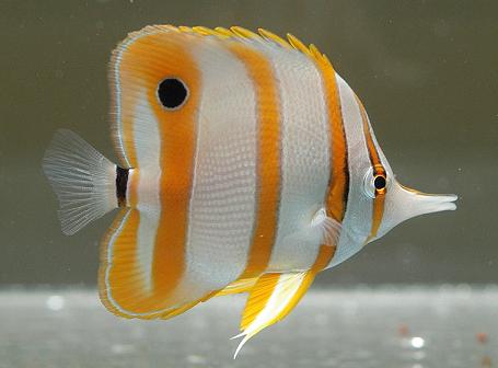 카퍼밴드 나비고기, Copperbanded Butterflyfish - Chelmon rostratus : 네이버 블로그