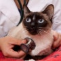 Even Healthy Cats Act Sick When Their Routine Is Disrupted
