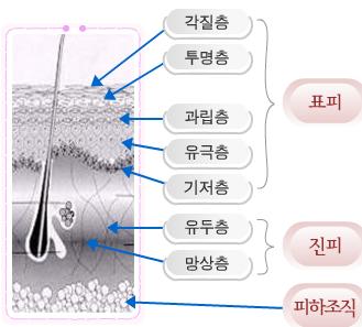 네일의 구조학, 피부학, 피부구조, 표피, 진피, 피하조직, 피부의 구조와 기능 : 네이버 블로그
