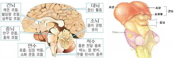 간뇌 - 시상,뇌하수체 : 네이버 블로그