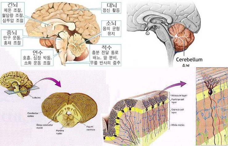 소뇌 Cerebellum : 네이버 블로그