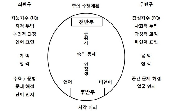 단순화한 대뇌피질 좌뇌우뇌 기능★단순화한 대뇌피질 좌뇌우뇌 기능 : 네이버 블로그