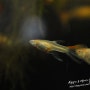 [분양완료][부산직거래]알풀 스왈로우 암컷 분양합니다..