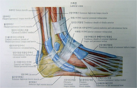 Hindfoot endoscopic release of the posterior ankle capsuloligamentous  structures improves ankle dorsiflexion range, function and pain in patients  with painful limitation of ankle dorsiflexion - ScienceDirect