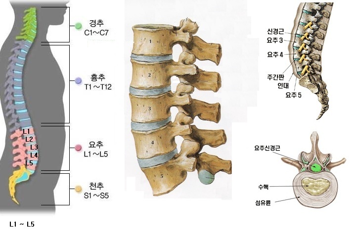 척추중의 요추 : 네이버 블로그