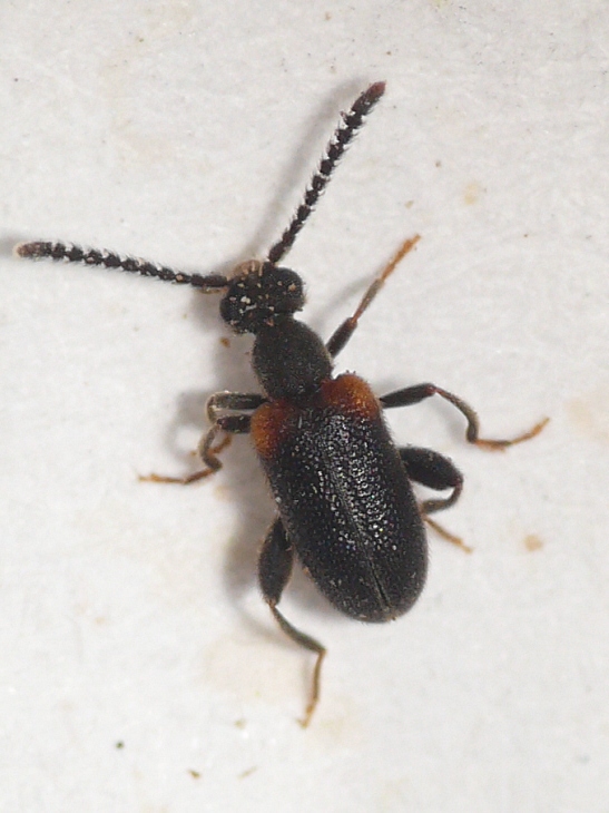 Aderidae - Elonus basalis (LeConte, 1855) : 네이버 블로그