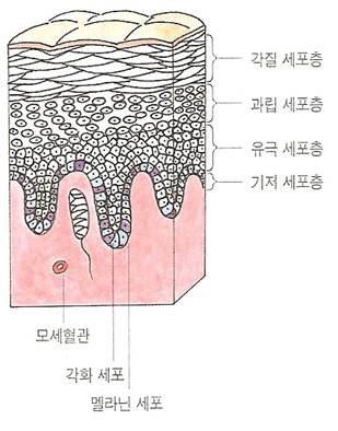 피부의 구조와 기능 (표피) : 네이버 블로그