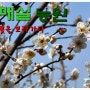 [전남/광양] 청매실농원 - 매화꽃을 보러가다 (03.12)